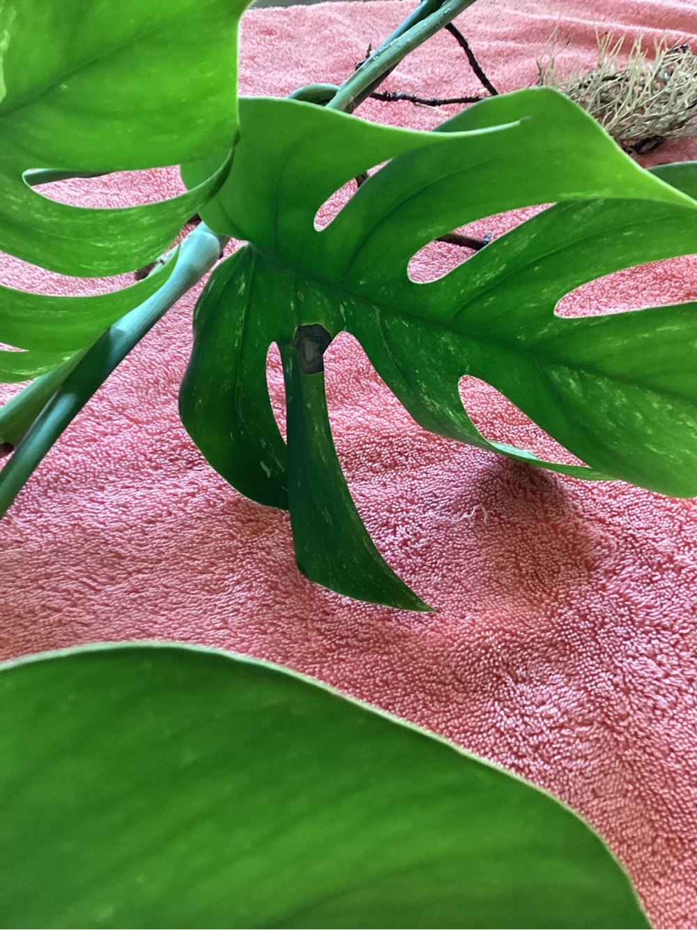 Monstera Borsigiana Albo - Picture 7 of 9